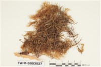 藏品(塔苔科)的圖片